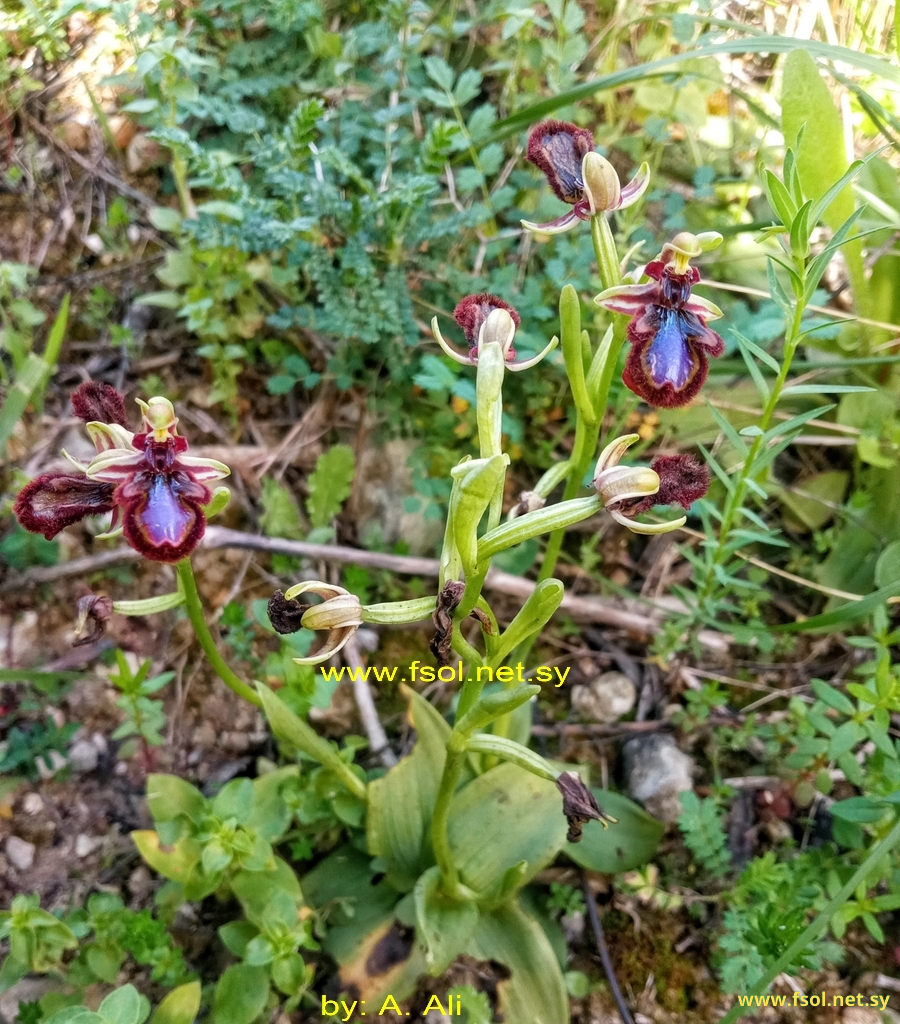 Ophrys speculum Link.